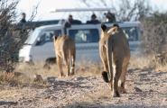 Safari Karibuni Ndefu