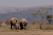 Essentielles découvertes d'Afrique du Sud et chutes Victoria