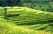 Java et Bali originales