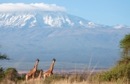 Safari de noces au Kenya