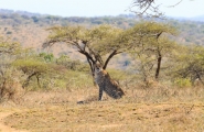 Essentielles découvertes d'Afrique du Sud et chutes Victoria