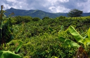 Entre terre et mer à l'Île Maurice