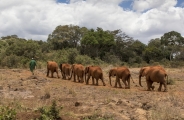 Safari Karibuni classic