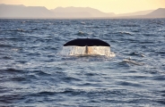 Fjords et baleines de Norvège