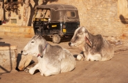 Inde et splendides couleurs du Rajasthan