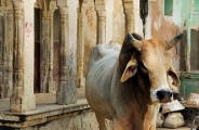 Inde et splendides couleurs du Rajasthan