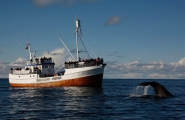 Fjords et baleines de Norvège