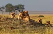 Safari rendez-vous à la plage