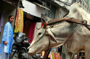 Rajasthan Intimiste- Spéciale foire de Pushkar