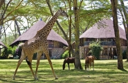 Safari Karibuni classic