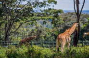 Safari Karibuni Ndefu