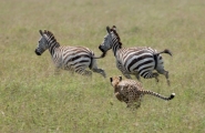 Safari de noces au Kenya