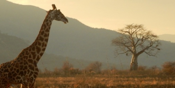 Safari Tanzanie originale