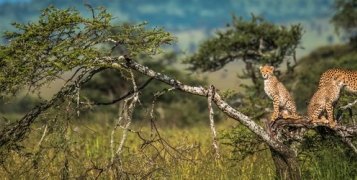 Safari Karibuni Tanzanie