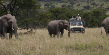 Safari privé Swala Tembo Tanzanie