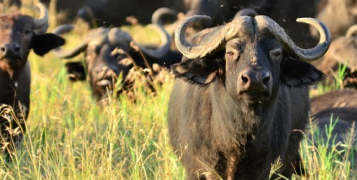 Safari Karibuni Ndogo