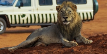 Safari Privé du Masai Mara à l'Océan Indien