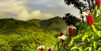 Jungle et forêts du Costa Rica