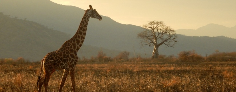 Safari Tanzanie originale