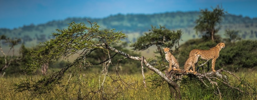 Safari Swala Duma Tanzanie