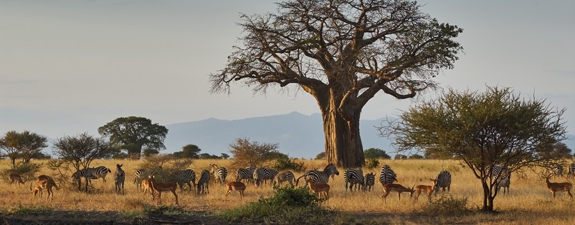 Safari Swala Tembo Tanzanie