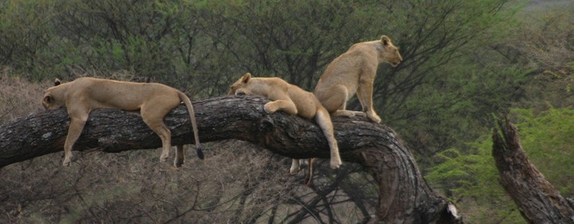 Tanzanie Simba Serena safari