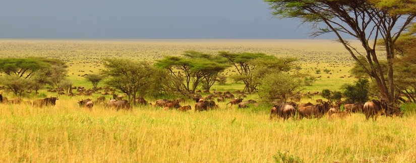 Safari Swala Tanzanie