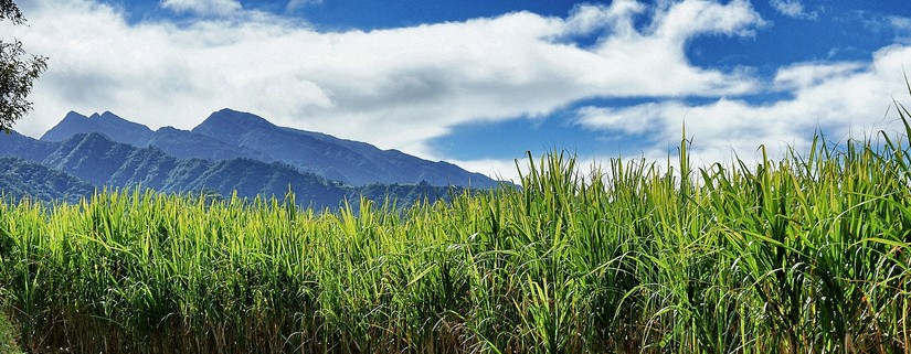 Regard sur l'Île de Réunion